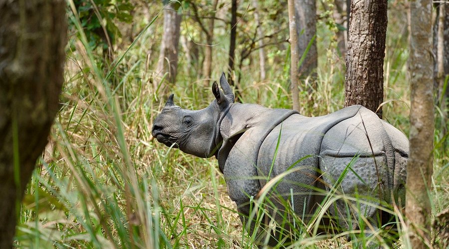 One-horned rhinoceros in the forest of Chitwan National Park